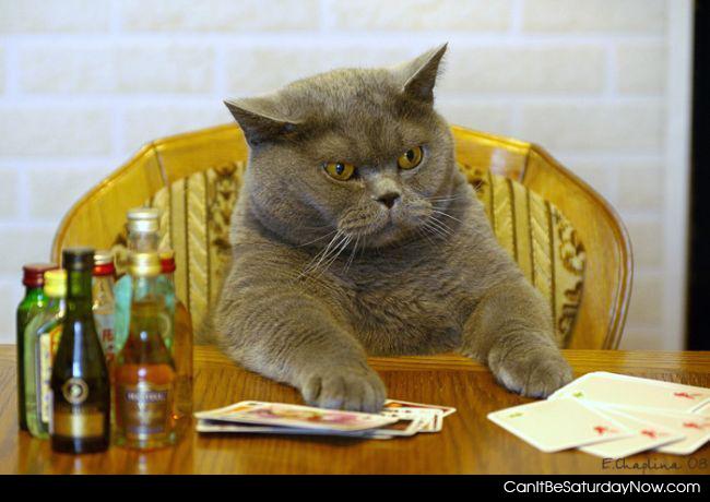 Poker cat - poke cat thinks he wins
